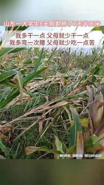 大学生假期玉米劳作，8天仅休半日-图3