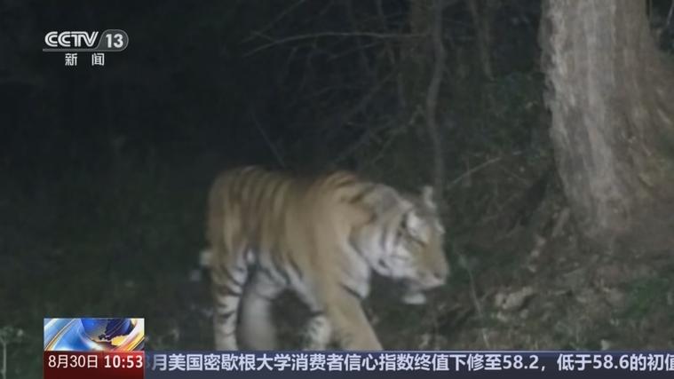 完达山一号东北虎重归黑龙江野生栖息地-图2 完达山一号东北虎重归黑龙江野生栖息地-图2