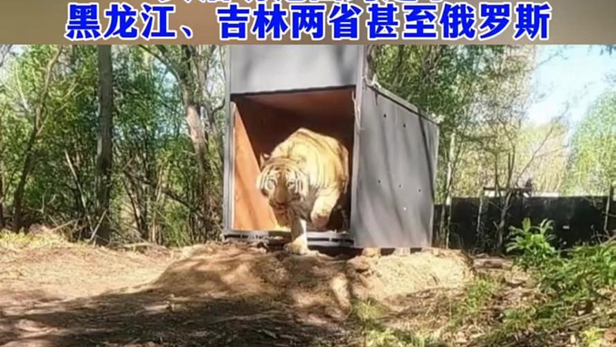 完达山一号东北虎重归黑龙江野生栖息地-图3 完达山一号东北虎重归黑龙江野生栖息地-图3