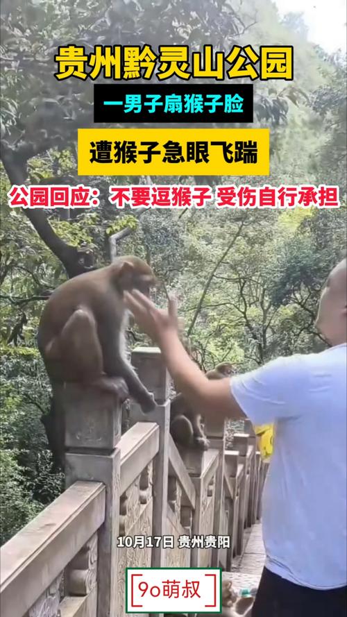 黔灵山惊魂，男子扇猴脸遭猴子反击飞踹-图1