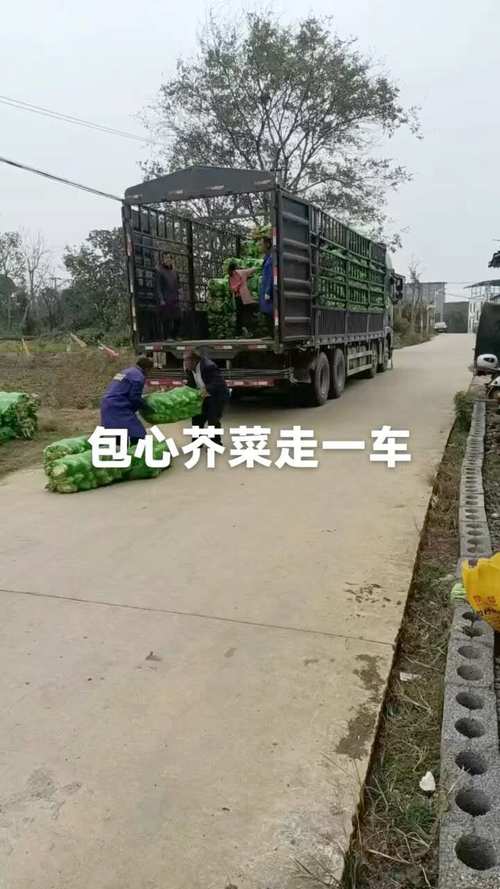 内蒙自驾捡菜记，夫妻俩收获满满500斤-图2