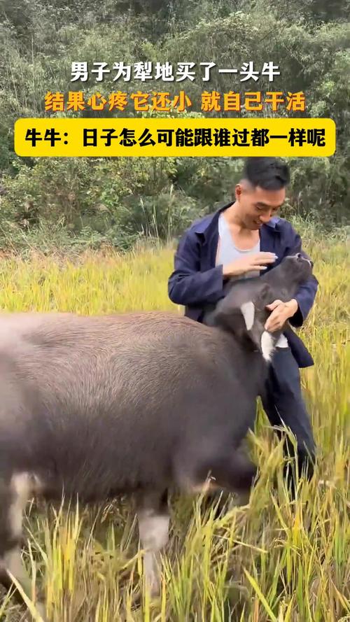 牛友情深，男子养牛不忍心劳作-图1
