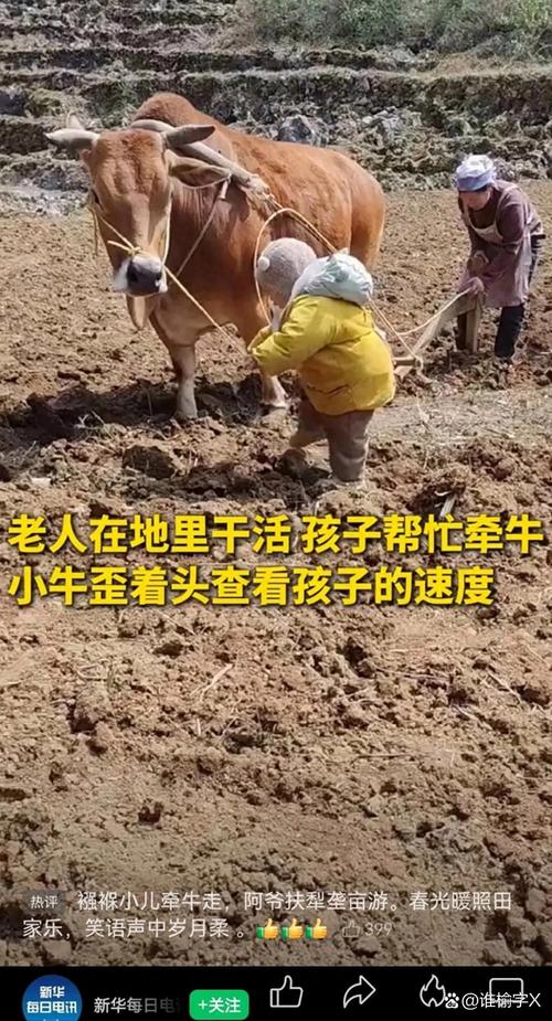 牛友情深，男子养牛不忍心劳作-图2